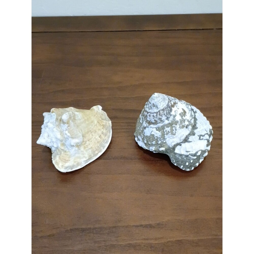 Conch Shells, Set Of 2